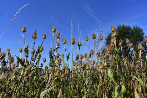 Teasels
